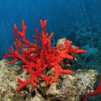 Corail