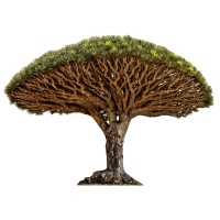 Exotic woods - Dragon tree