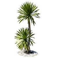 Exotic woods - Dragon tree