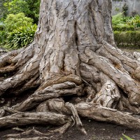 Exotic woods - Dragon tree